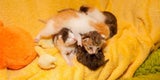 Katzenbabys Braunau