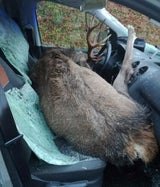 Hirsch kracht bei Crash durch Windschutzscheibe