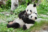 Wien-Panda Yang Yang malt für Buchprojekt