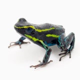 Frosch 15