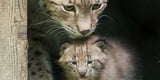 Luchs-Zwillinge Schönbrunn