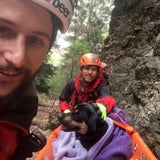 Absturz Hund