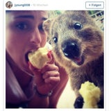 Fotos: Quokka-Selfies voll im Trend