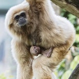 Gibbon Baby Schönbrunn