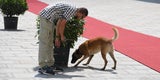 Putin Wien Spürhund