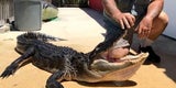 Alligator attackiert 10-Jährige – ihre Reaktion ist unglaublich