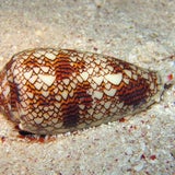 Kegelschnecke