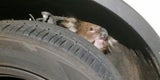 Koala Auto