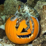 Kürbisfressen Halloween Schönbrunn