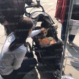 Paar geht mit Fuchs in Wien spazieren