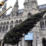 Christbaum Wien Rathausplatz
