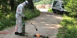 Gift-Raupe in Schönbrunn: So geht's weiter