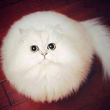 Katzen Lookalike