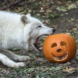 Kürbisfressen Halloween Schönbrunn