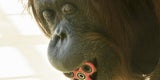 Orangutan Fidget Spinner