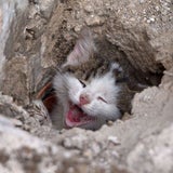 Baby-Katze aus Abflussrohr gerettet