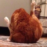 Katzen Lookalike