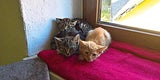 Katzen in Bio-Tonne entsorgt