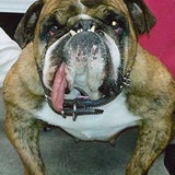 Bulldogge Zsa Zsa