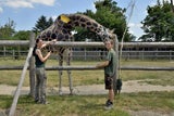 Ältester Giraffenbulle Europas feiert im Zoo Schönbrunn Geburtstag