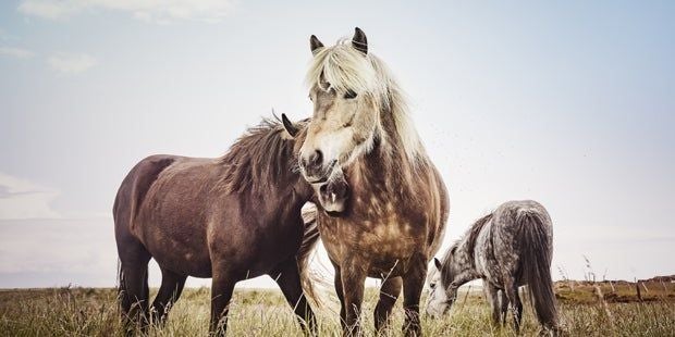 Ponys