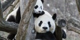 Pandas