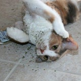 Katzen high auf Katzenminze