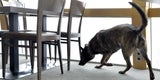Polizeihunde Drogen Übung
