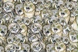 Internet verzweifelt: Wo versteckt sich hier eine Katze?