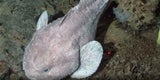 Blobfisch