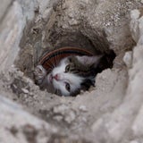 Baby-Katze aus Abflussrohr gerettet
