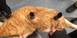 Kater aufgespießt