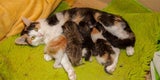 Katzenbabys