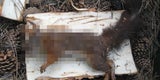 "Eichhörnchen-Mord" im Schrebergarten
