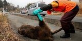 Fukushima Wildschwein