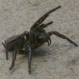 Trichternetzspinne
