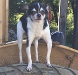 Rumpelstiltskin Chihuahua