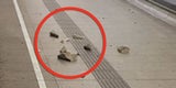 Rätsel um herabstürzende Hauptbahnhof-Teile gelöst