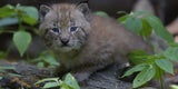 Luchs-Zwillinge Schönbrunn
