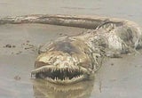 Mysteriöses Seemonster lässt das Netz rätseln