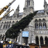 Christbaum Wien Rathausplatz