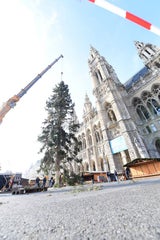 So karg ist Wiens Christbaum
