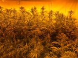 Hanfplantage mit 624 Pflanzen sichergestellt
