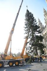 So karg ist Wiens Christbaum