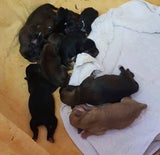 Ausgesetzter Hund Guntramsdorf Tierpension Schandl