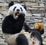 Panda Zwillinge Wien Fu Feng Fu Ban