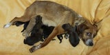 Ausgesetzter Hund Guntramsdorf Tierpension Schandl