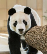 Panda-Männchen Yuan Yuan entspannt in Schönbrunn angekommen