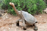 Nach 100 Jahren: Riesenschildkröten kehren auf Galápagos-Insel zurück