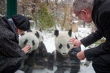 Hier verabschiedet VdB die Panda-Zwillinge
